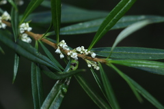 Logania albiflora