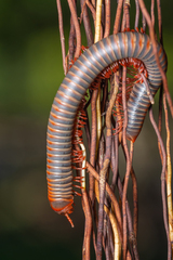 Trigoniulus corallinus