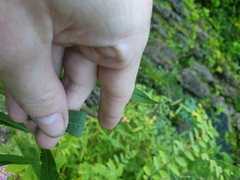 Solidago canadensis hargeri