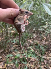 Didelphinae