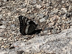 Limenitis weidemeyerii