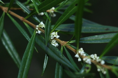 Logania albiflora