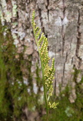 Sceptridium dissectum dissectum