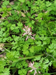 Fumaria bastardii