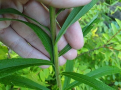 Solidago canadensis hargeri