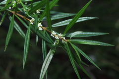 Logania albiflora