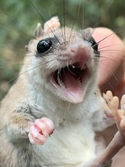 Didelphinae