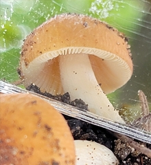 Russula decolorans