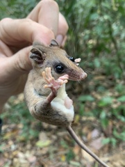 Didelphinae