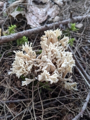 Clavulina coralloides