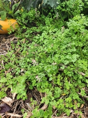 Fumaria bastardii