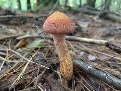Suillus spraguei