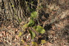 Aristolochia californica