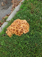 Armillaria mellea