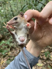 Didelphinae
