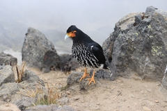 Daptrius carunculatus