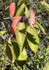 Prunus americana