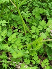 Fumaria bastardii