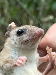 Didelphinae