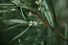 Logania albiflora