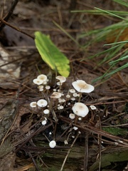 Collybia