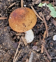 Russula decolorans