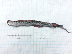 Heterodon platirhinos