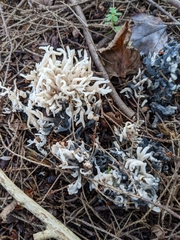 Clavulina coralloides
