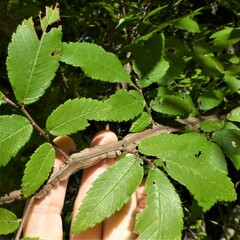 Ulmus alata