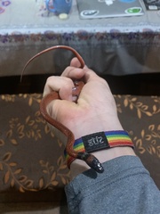 Oxyrhopus melanogenys