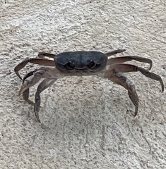Gecarcinus lateralis