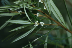 Logania albiflora
