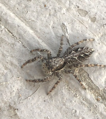 Platycryptus californicus