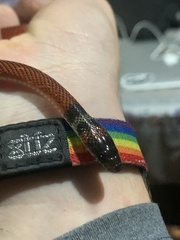 Oxyrhopus melanogenys