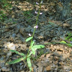 Desmodium sessilifolium