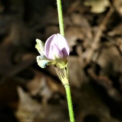 Desmodium sessilifolium