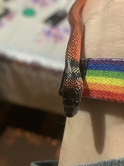 Oxyrhopus melanogenys