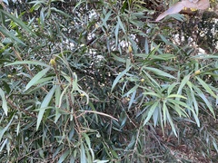 Hakea salicifolia