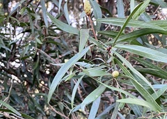 Hakea salicifolia