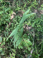 Dichanthelium latifolium