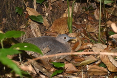 Crypturellus undulatus