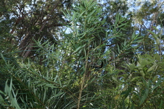 Logania albiflora