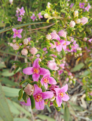 Boronia glabra