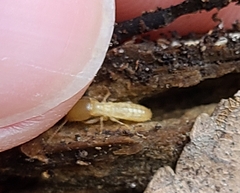 Reticulitermes flavipes