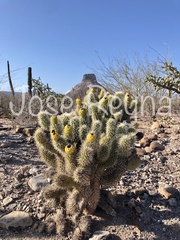 Cylindropuntia bigelovii ciribe