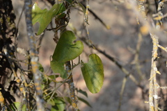 Aristolochia californica