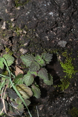 Coleus australis