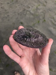 Dendraster excentricus