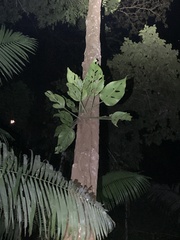 Monstera lechleriana