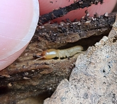 Reticulitermes flavipes